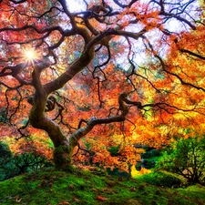 trees, autumn, rays of the Sun, Maple Palm