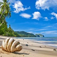 Palm, shell, Beaches, Mountains, sea