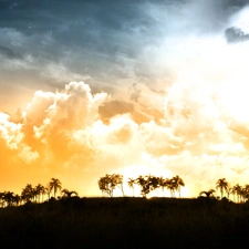 clouds, Palms