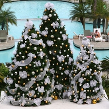 Palms, Christmas, Pool