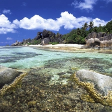 Palms, water, rocks