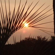 west, Leaf, Palms, sun