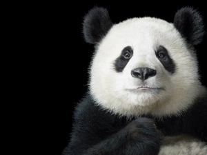 Panda, rapprochement