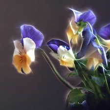 pansies