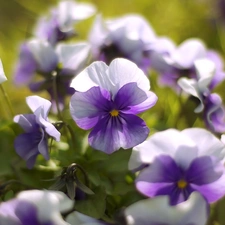 pansies