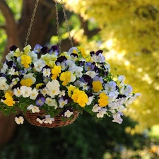 hanging, pansies