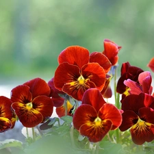 Orange, pansies