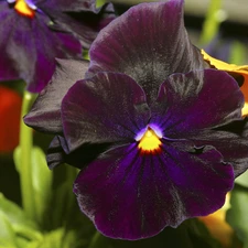 pansies, dark, purple