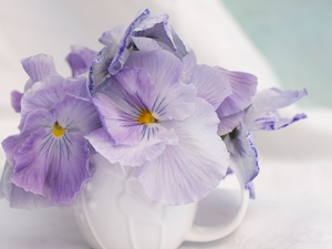 White, cup, Flowers, pansies, Light Purple