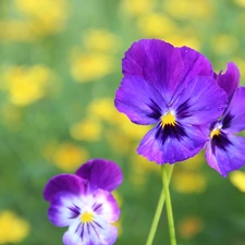 purple, pansies