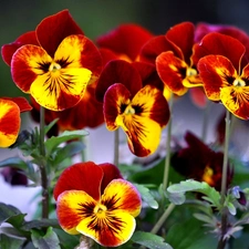 pansies, maroon, Yellow