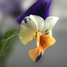 pansy