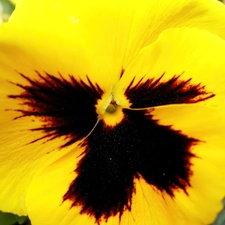 Yellow, pansy