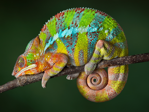 Panther Chameleon, branch