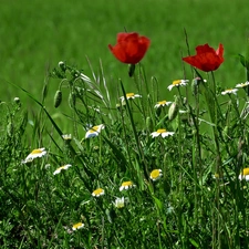 papavers, grass, chamomile