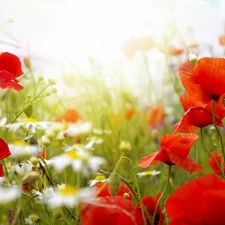 papavers, Meadow, chamomile