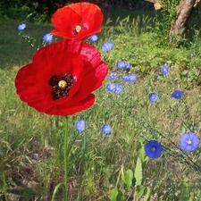 papavers, Meadow, Flowers