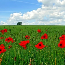 Meadow, papavers