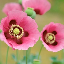 Pink, papavers