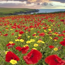 papavers, Flowers, Red