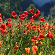 Red, papavers