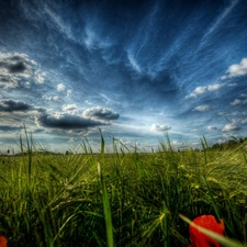 papavers, grass, Sky