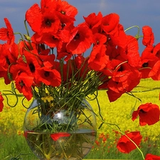 Sky, Vase, papavers, Meadow