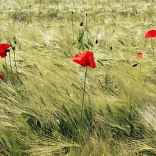 papavers, summer, cereals, Red, Field