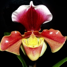 Sabotek, Latin, Paphiopedilum, name