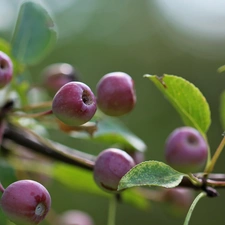 Paradise Apples, Fruits