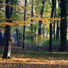 Park, color, Autumn