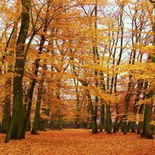 autumn, viewes, Park, trees