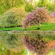 flourishing, River, Park, Sapling