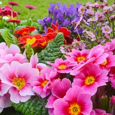 Park, primrose, color, Flowers, flowerbed