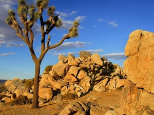 Joshua Tree National Park, The United States, Joshua Tree, Joshua tree, rocks, California