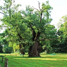 old, Rogalin, Park, oaks