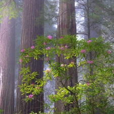 viewes, forest, California, trees, Redwood National Park, rhododendron, The United States
