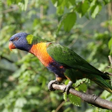 Lod on the beach, branch pics, parrot, Mountain Rainbow Lorikeet, Bird