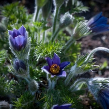 pasque, Flowers, Blue