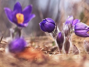 Flowers, pasque, blurry background, purple