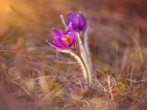 Flowers, grass, blur, pasque