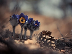 Flowers, cone, Plants, pasque