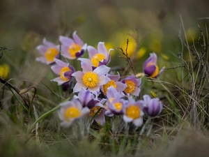Flowers, pasque, grass, Light Purple