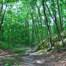 Path, oak, forest