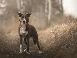 dog, Path, grass, Border Collie