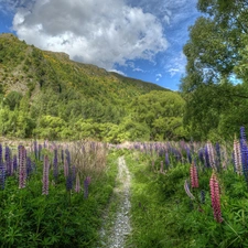 Mountains, lupine, Path, medows