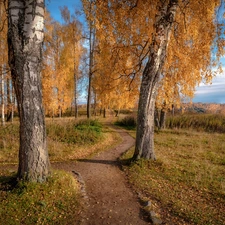 birch, Path, viewes, Autumn, trees