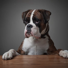 paws, boxer, Table