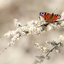 butterfly, Peacock, White, Flowers, Twigs