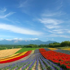 peaks, Mountains, Field, Flowers, color